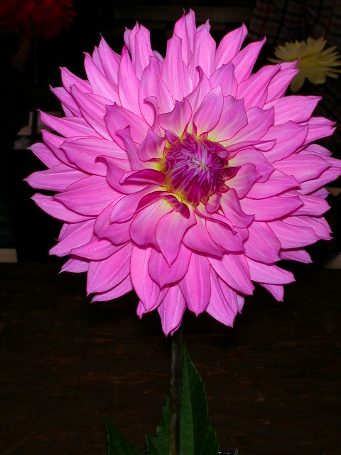 Dahlia Photo