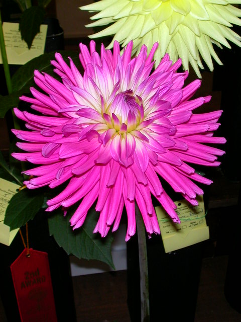Dahlia Photo