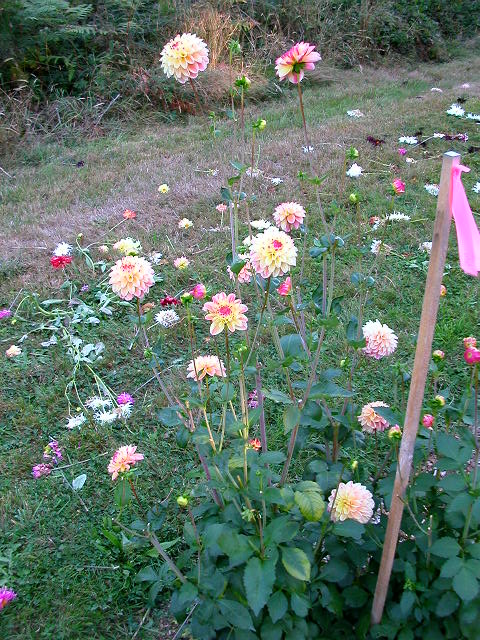 Dahlia Photo