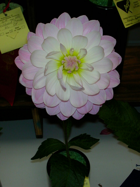 Dahlia Photo