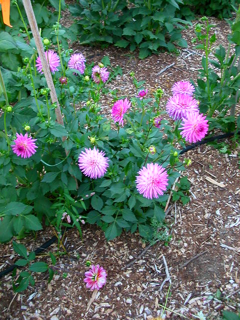 Dahlia Photo