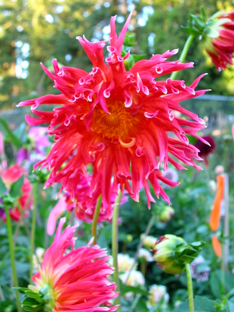 Dahlia Photo