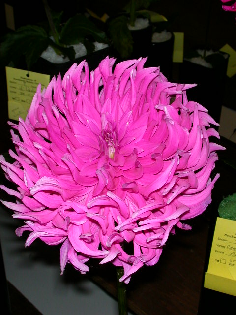 Dahlia Photo
