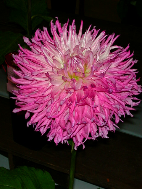 Dahlia Photo
