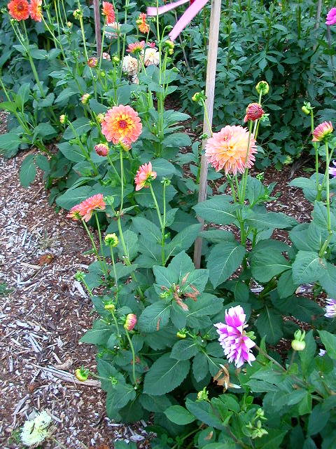 Dahlia Photo