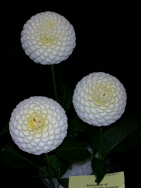 Dahlia Photo