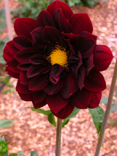 Dahlia Photo