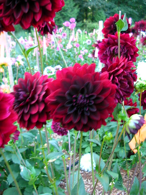 Dahlia Photo