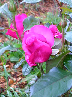 Rose Photo