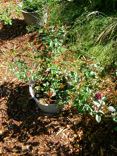 Rose Photo
