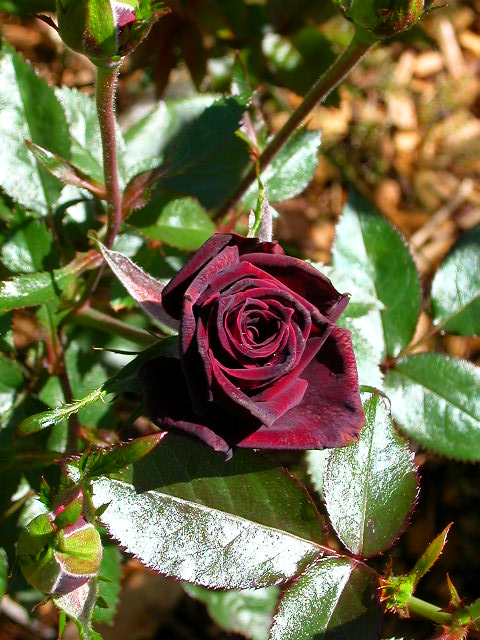 Rose Photo