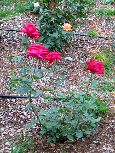 Rose Photo