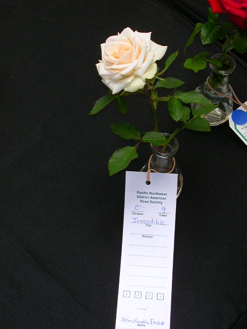 Rose Photo
