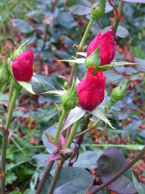 Rose Photo