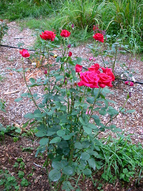 Rose Photo