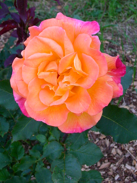 Rose Photo